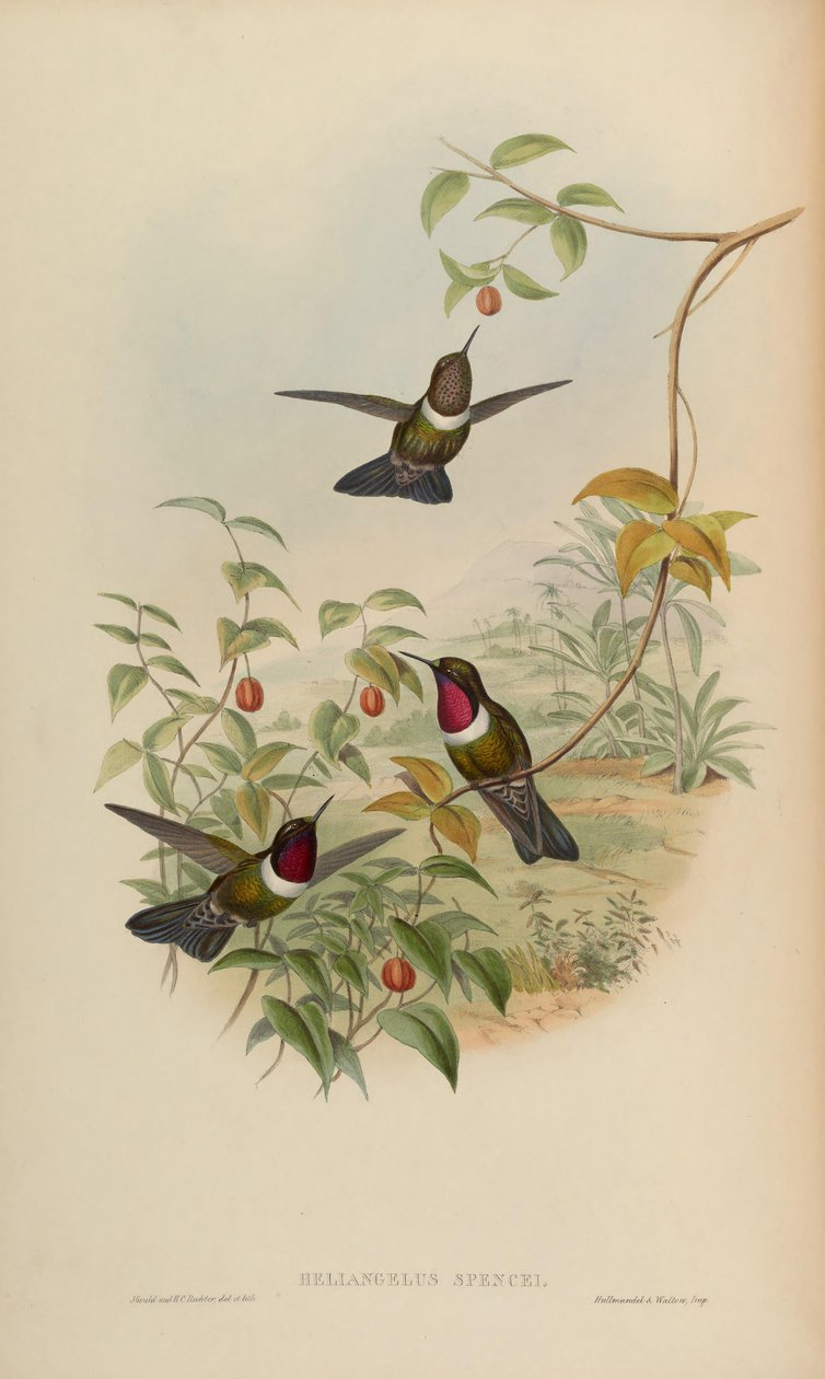 Heliangelus spencei = Heliangelus ametysticollis spencei od John Gould