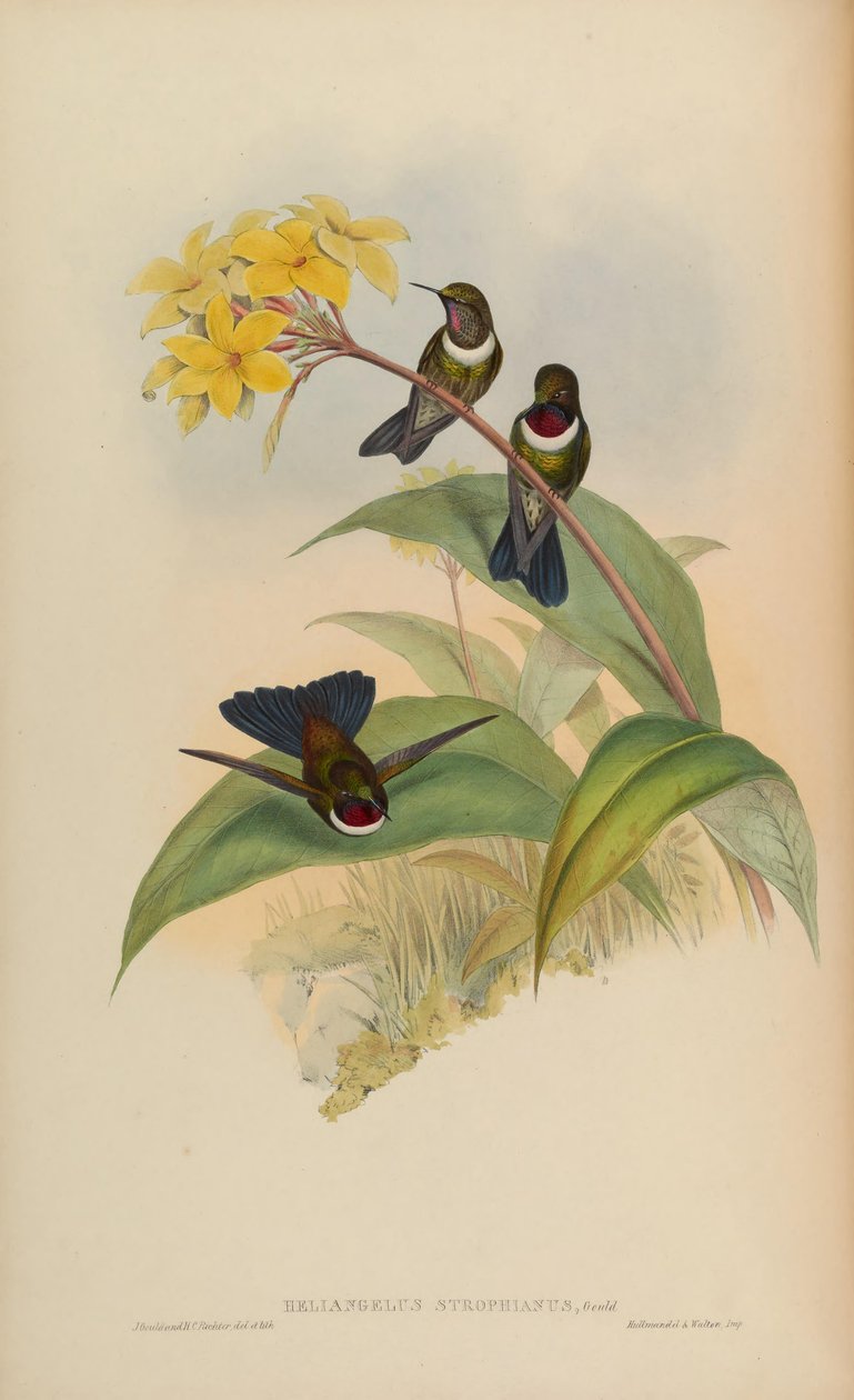 Heliangelus strophianus od John Gould