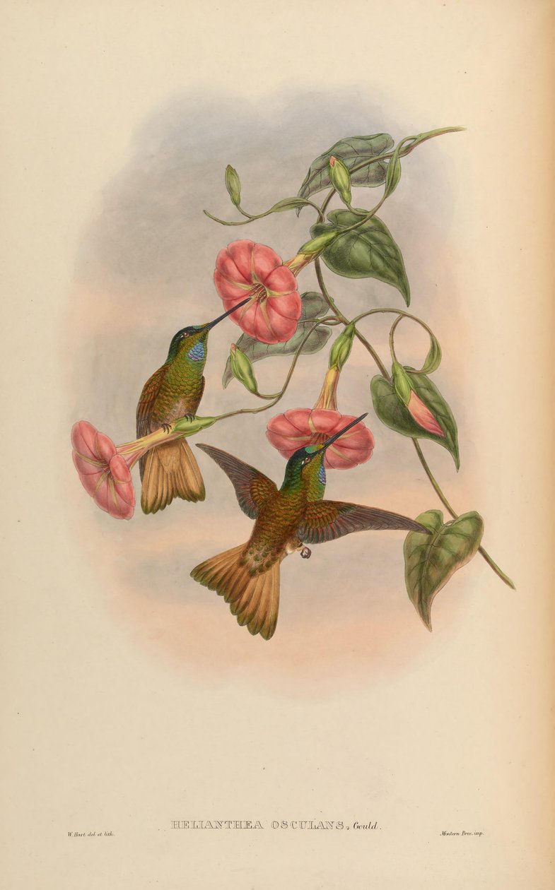 Helianthea líbání = Coeligene líbání od John Gould