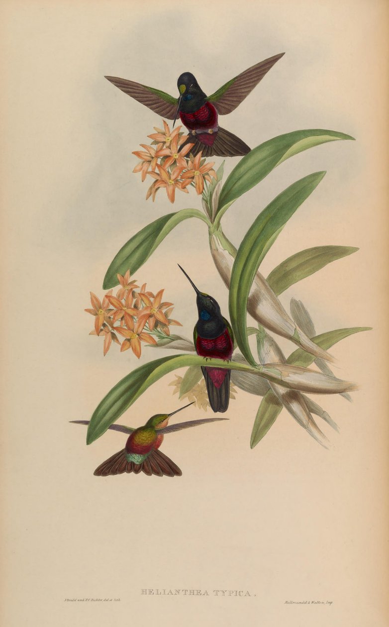 Helianthea typica = Coeligena helianthea od John Gould