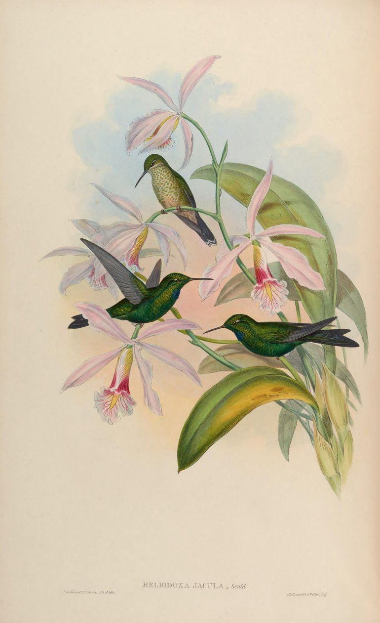 Šipky Heliodox od John Gould