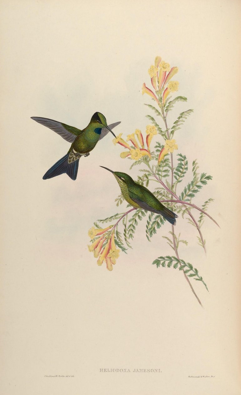 Heliodoxa jamesoni = Střelci Heliodox od John Gould