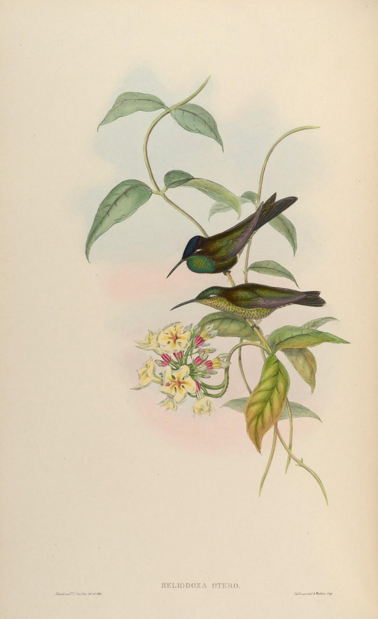 Heliodoxa otero = Heliodoxa leadbeateri od John Gould