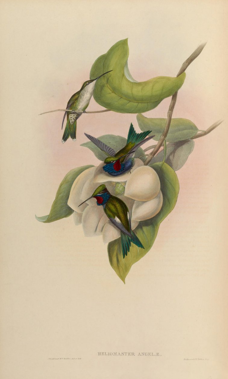 Heliomaster angelae = Heliomaster furcifer od John Gould