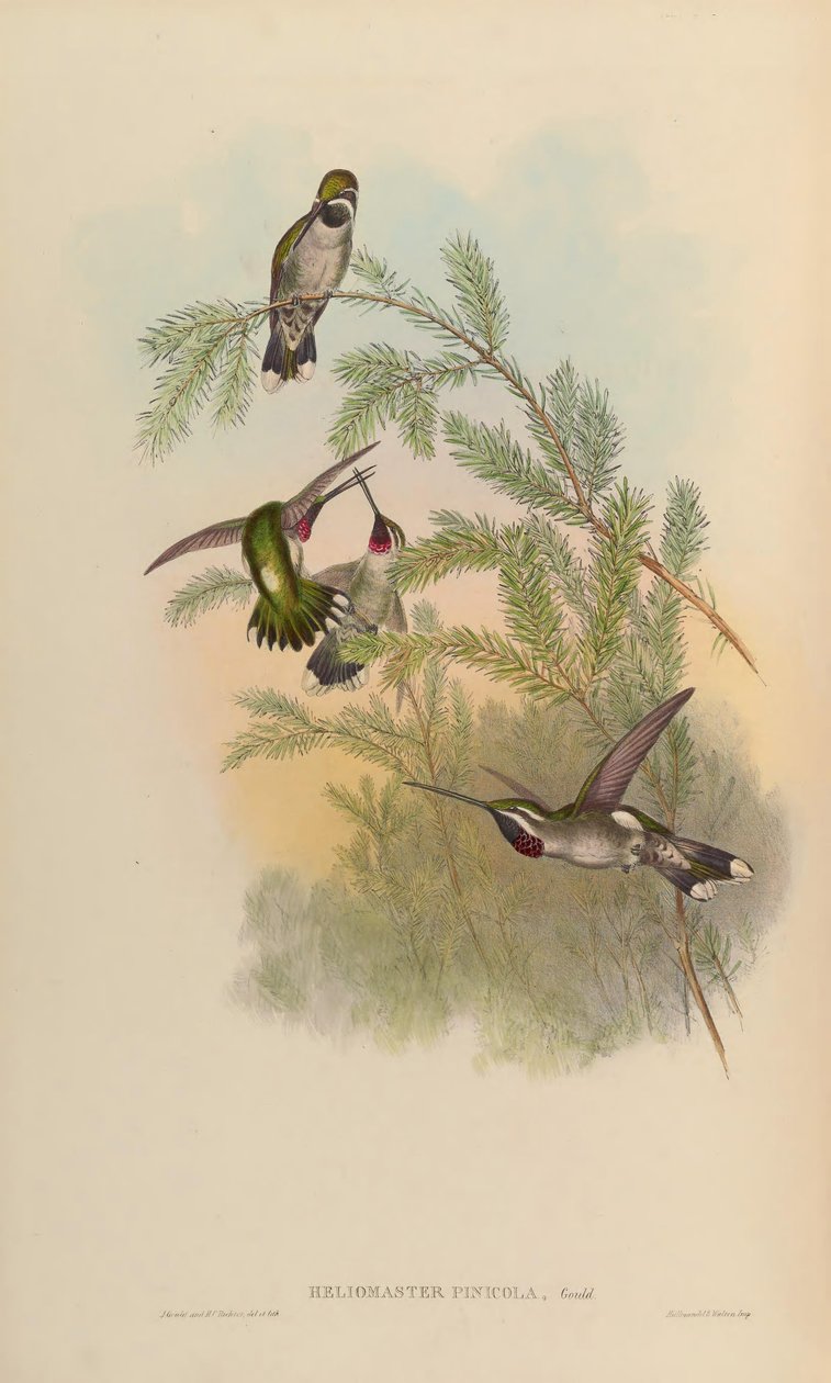 Heliomaster pinicola = Heliomaster constantii od John Gould