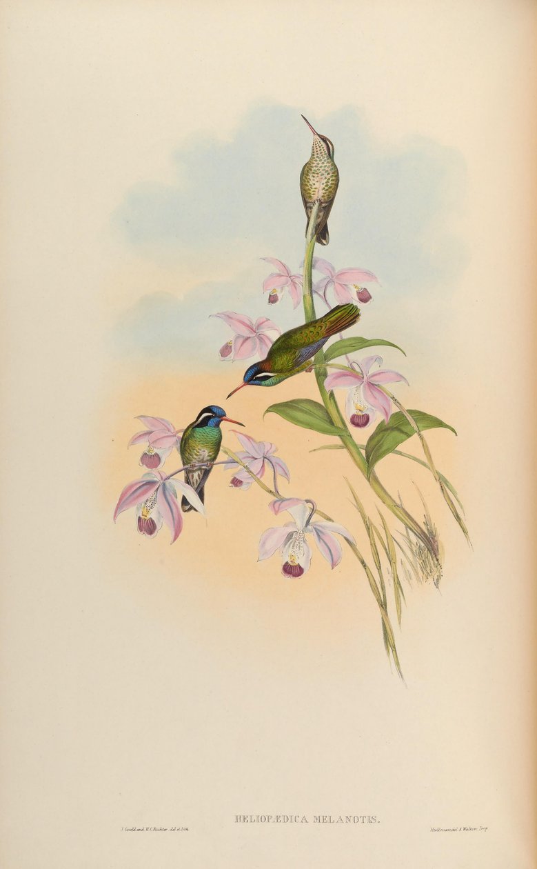 Heliopaedica melanotis = Basilinna leucotis od John Gould