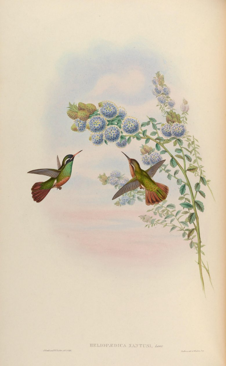 Heliopedike xanthusi = Basilina xantusii od John Gould