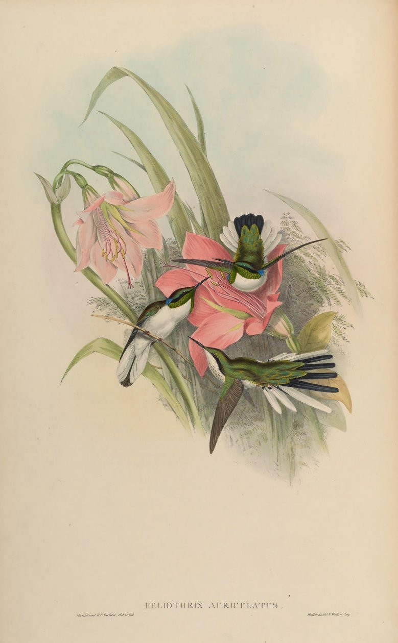 Heliothryx auriculata = Heliothryx aurita auriculata od John Gould