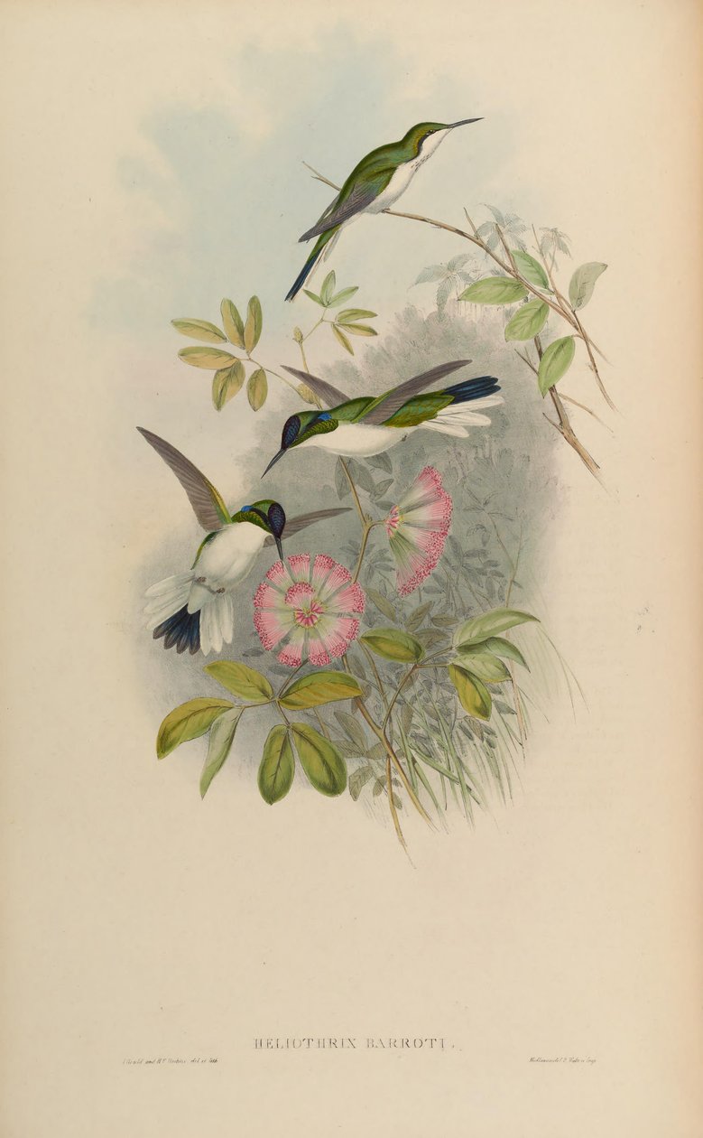 Heliothryx barroti od John Gould