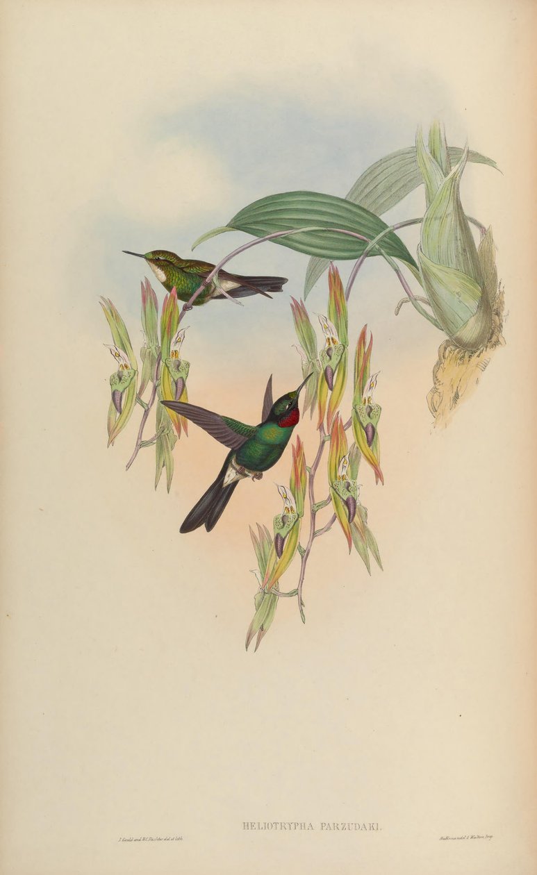 Heliotrypha parzudaki = Heliangelus od John Gould
