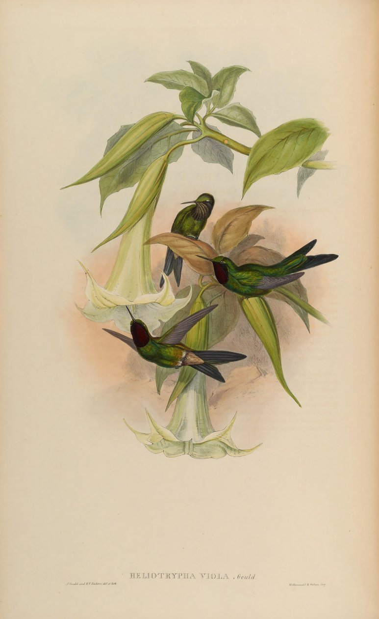 Heliotrypha viola = Heliangelus viola od John Gould