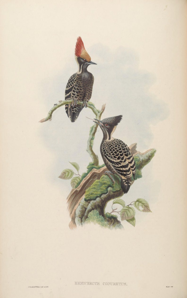 Hemicercus beton = Hemicircus beton [2] od John Gould