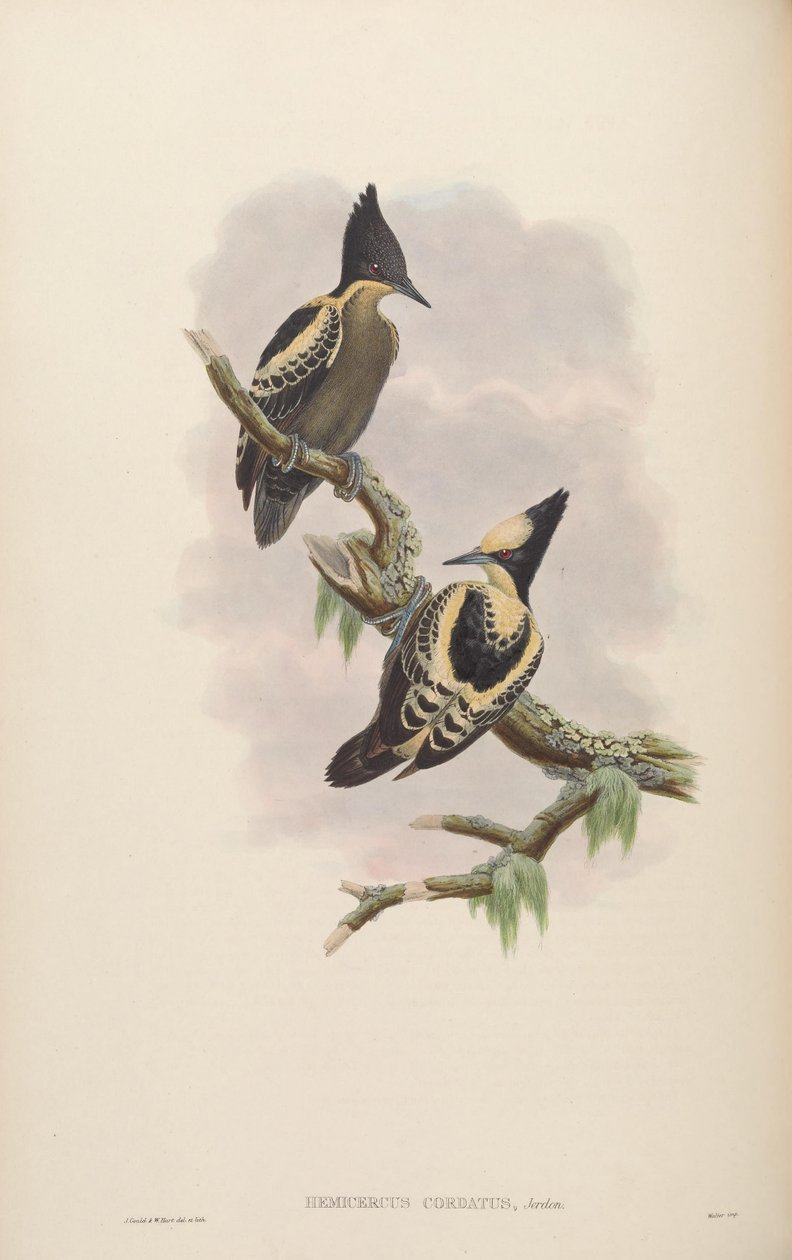 Hemicercus cordatus = zpěv Hemicircus [2] od John Gould