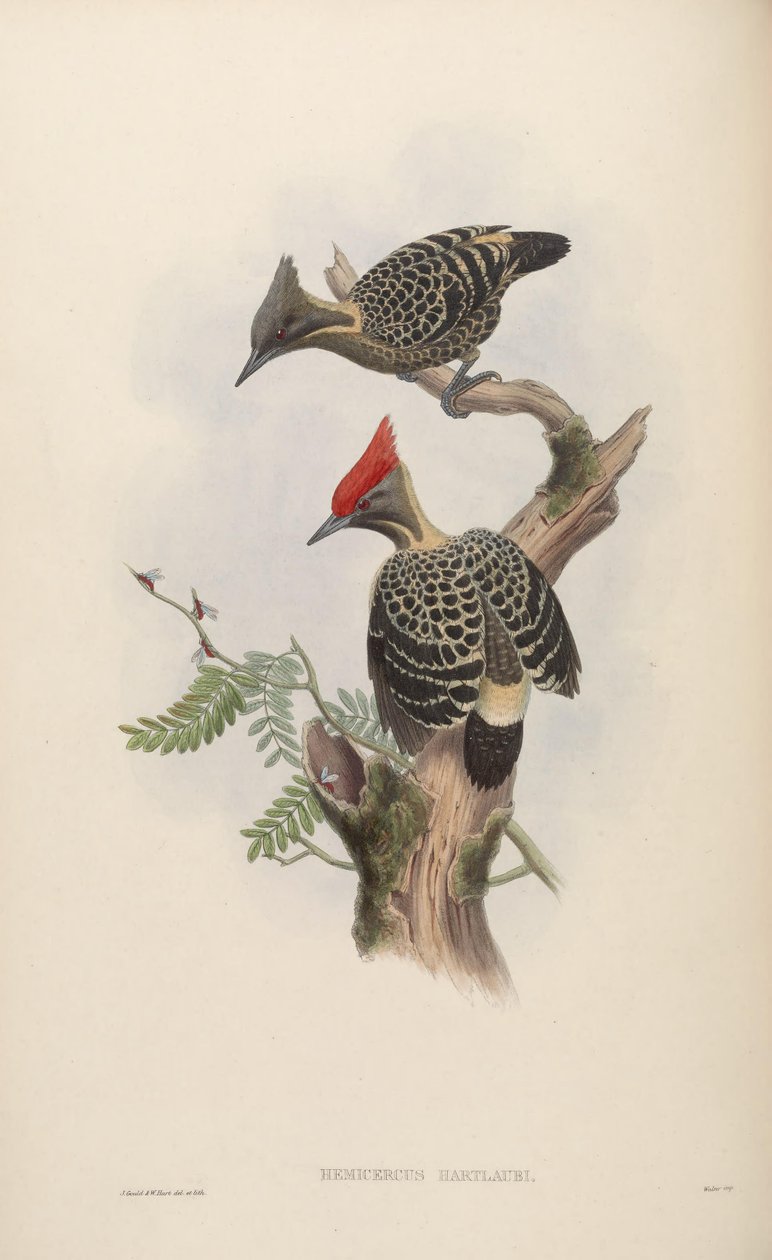 Hemicercus hartlaubi = špinavý beton Hemicircus [2] od John Gould