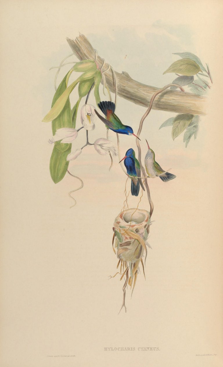 Hylocharis cyaneus od John Gould