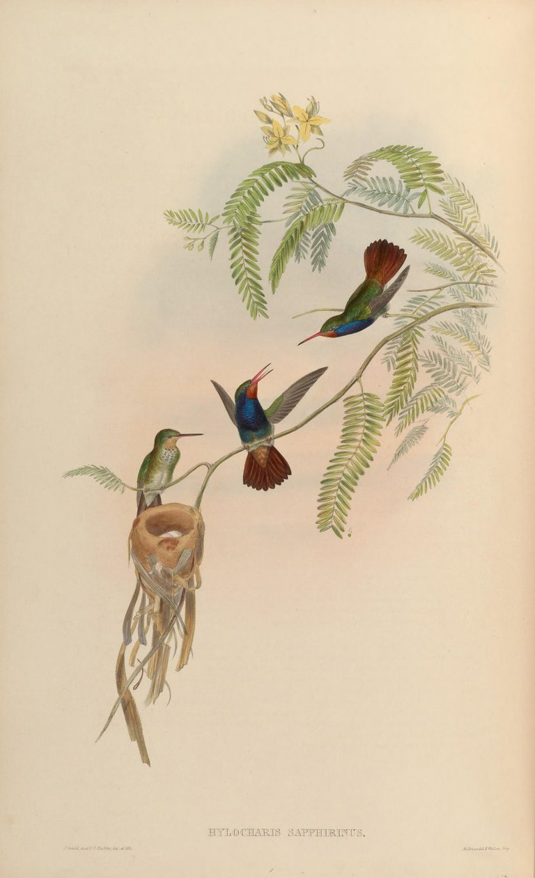 Hylocharis sapphirina od John Gould