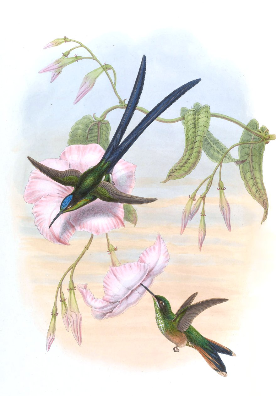 Hylonympha macrocerca od John Gould