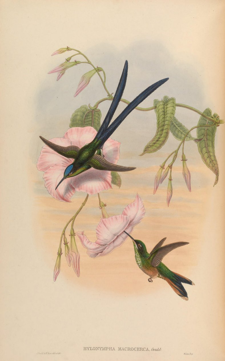 Hylonympha macrocerca od John Gould