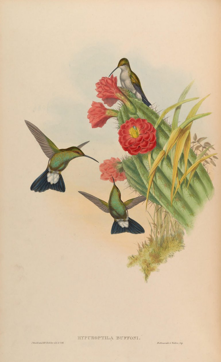 Hypuroptila buffonii = Chalybura buffonii od John Gould
