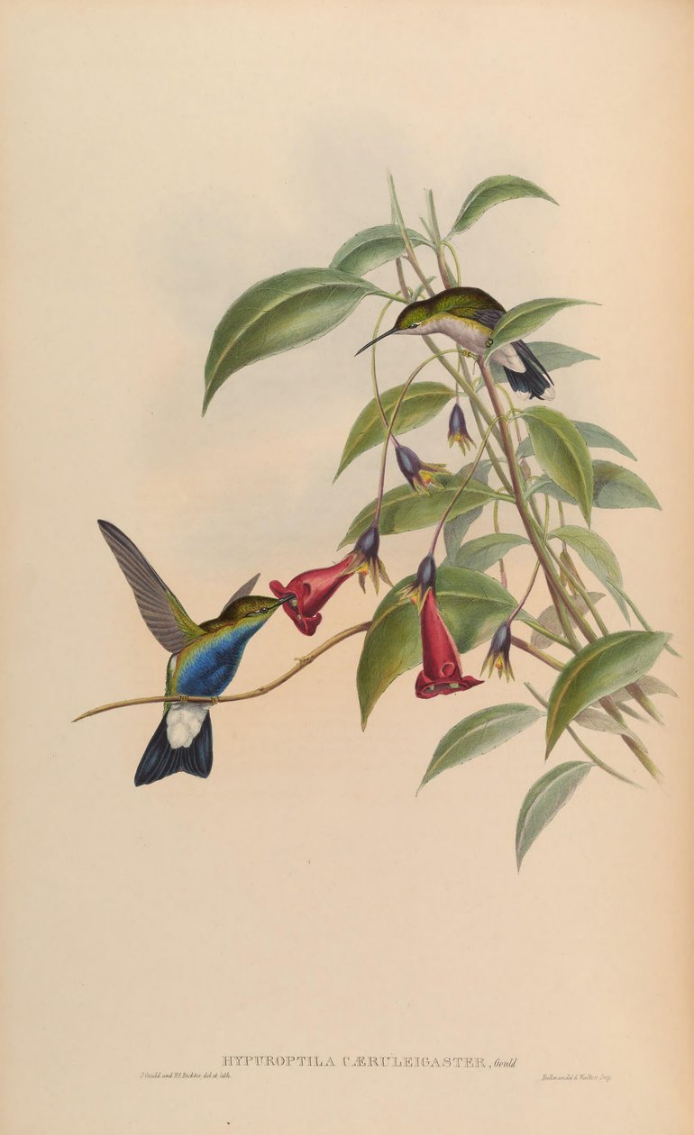 Hypuroptila caeruleigaster = Chalybura buffonii caeruleogaster od John Gould