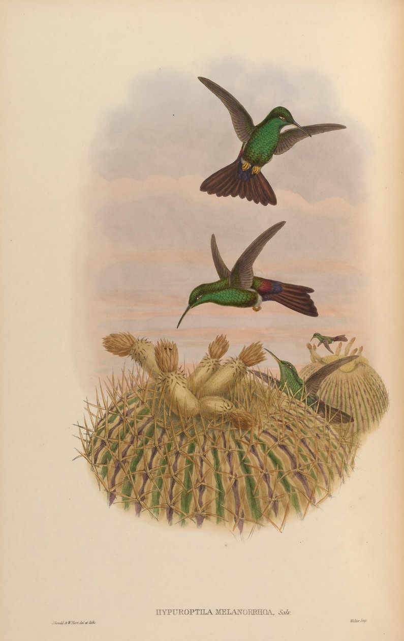 Hypuroptila melanorrhoa = Chalybura urochrysia od John Gould