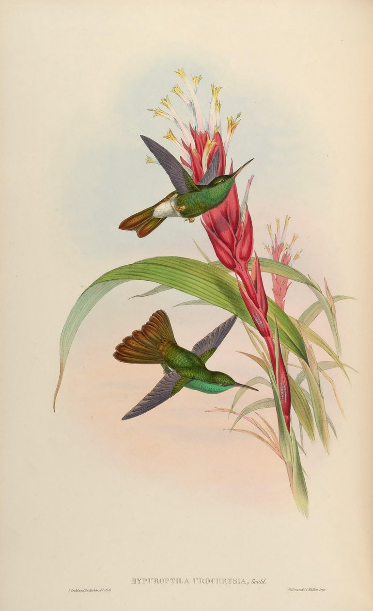Hypuroptila urochrysia = Chalybura urochrysia od John Gould