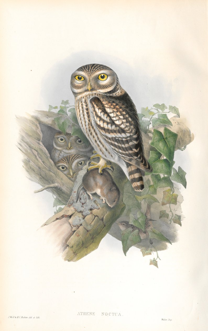 Ilustrace Athene Noctua (malá sova) od John Gould