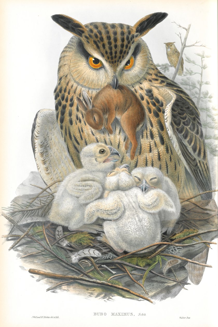 Ilustrace výra velkého (Bubo Maximus) od John Gould