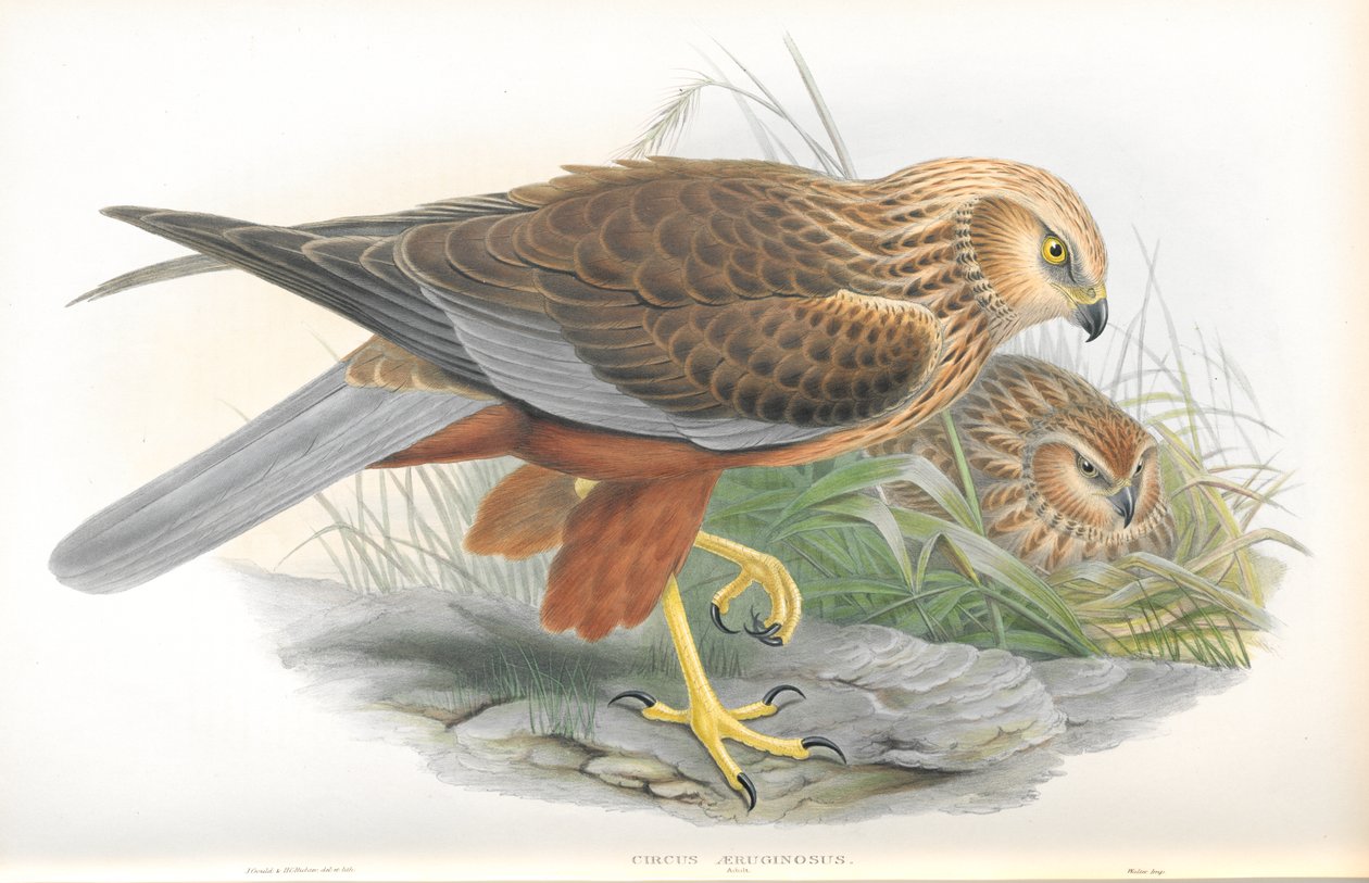 Ilustrace Circus Aeruginosus (Marsh-Harrier) od John Gould
