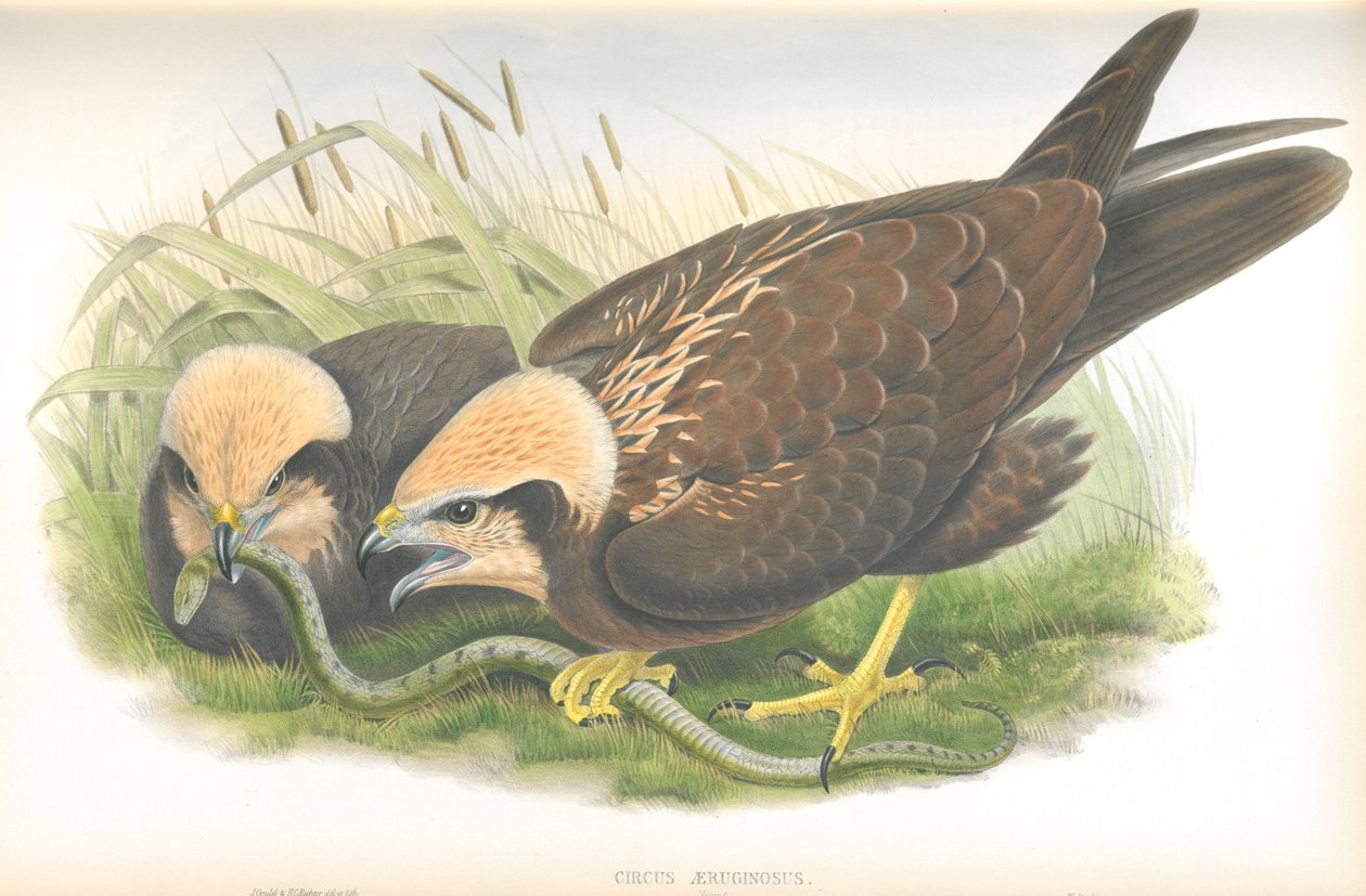 Ilustrace motáka pochopa (Circus aeruginosus), kresba Johna Goulda, z knihy The Birds of Great Britain vydané v roce 2006. od John Gould
