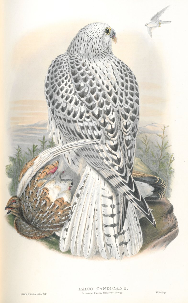 Ilustrace Falco Candicans (Sokol grónský tmavý) od John Gould