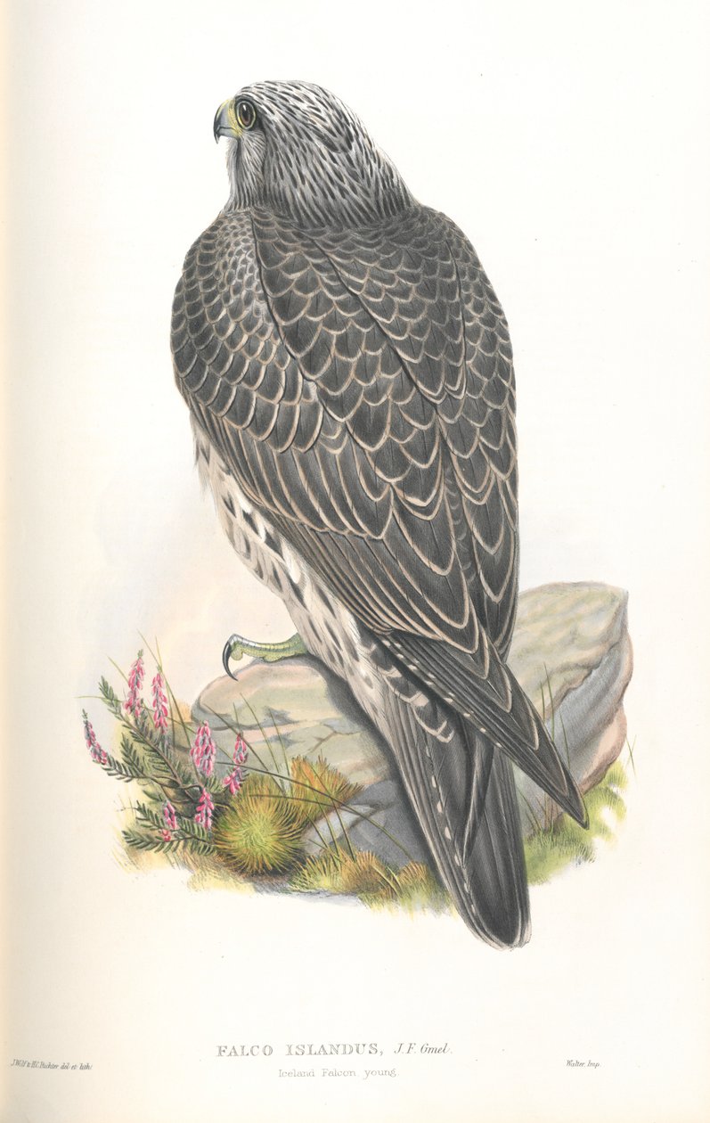 Ilustrace Falco Islandus od John Gould
