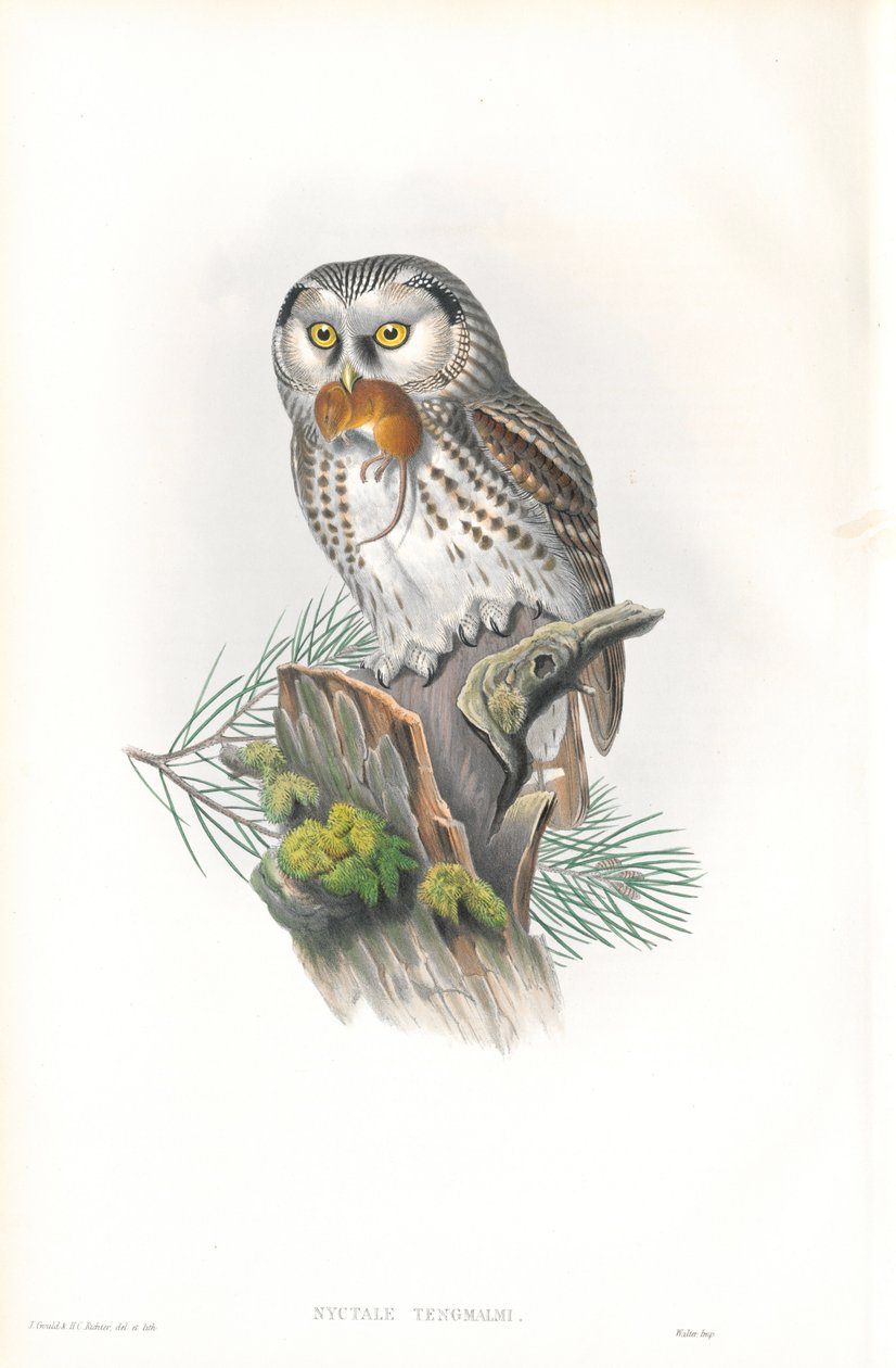 Ilustrace Nyvtale Tengmalmi (Sova Tengmalmova) od John Gould