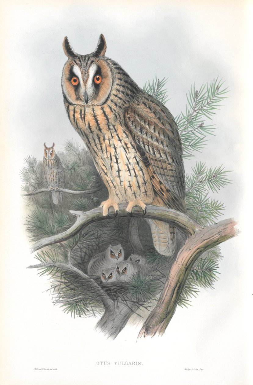 Ilustrace sovy pálené (Otis vulgaris) od John Gould