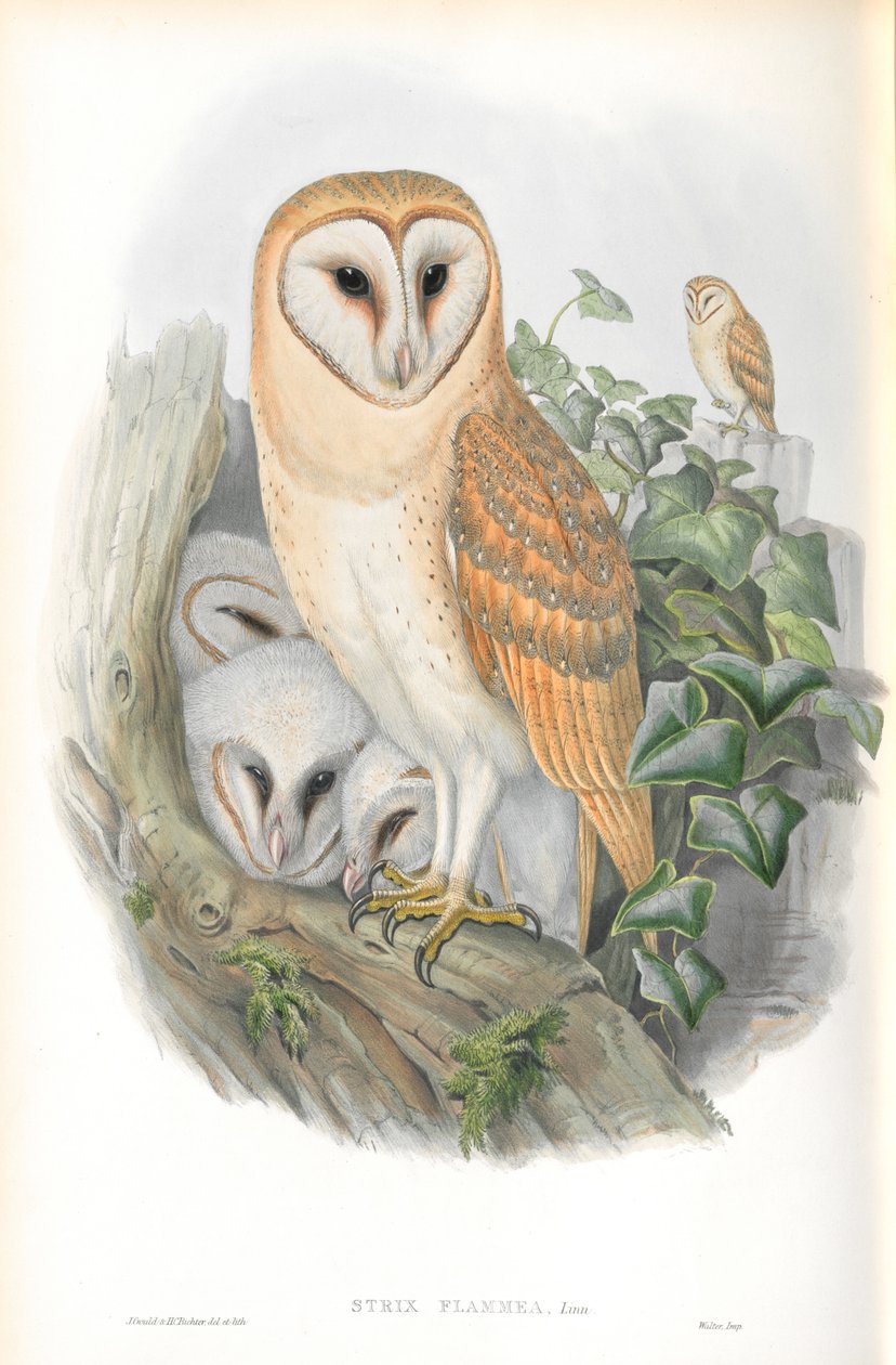 Ilustrace Strix Flammea (sova pálená) od John Gould