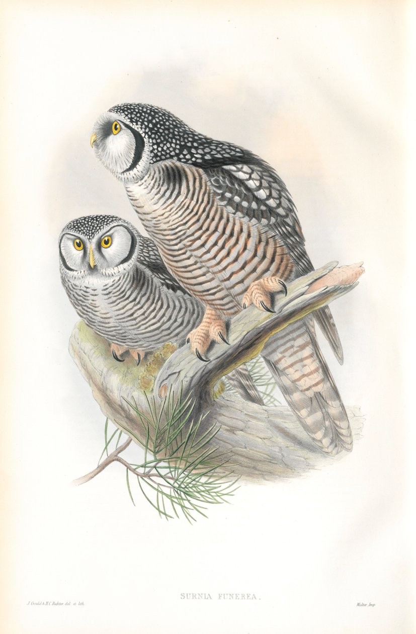Ilustrace jestřába lesního (Surnia funerea) od John Gould