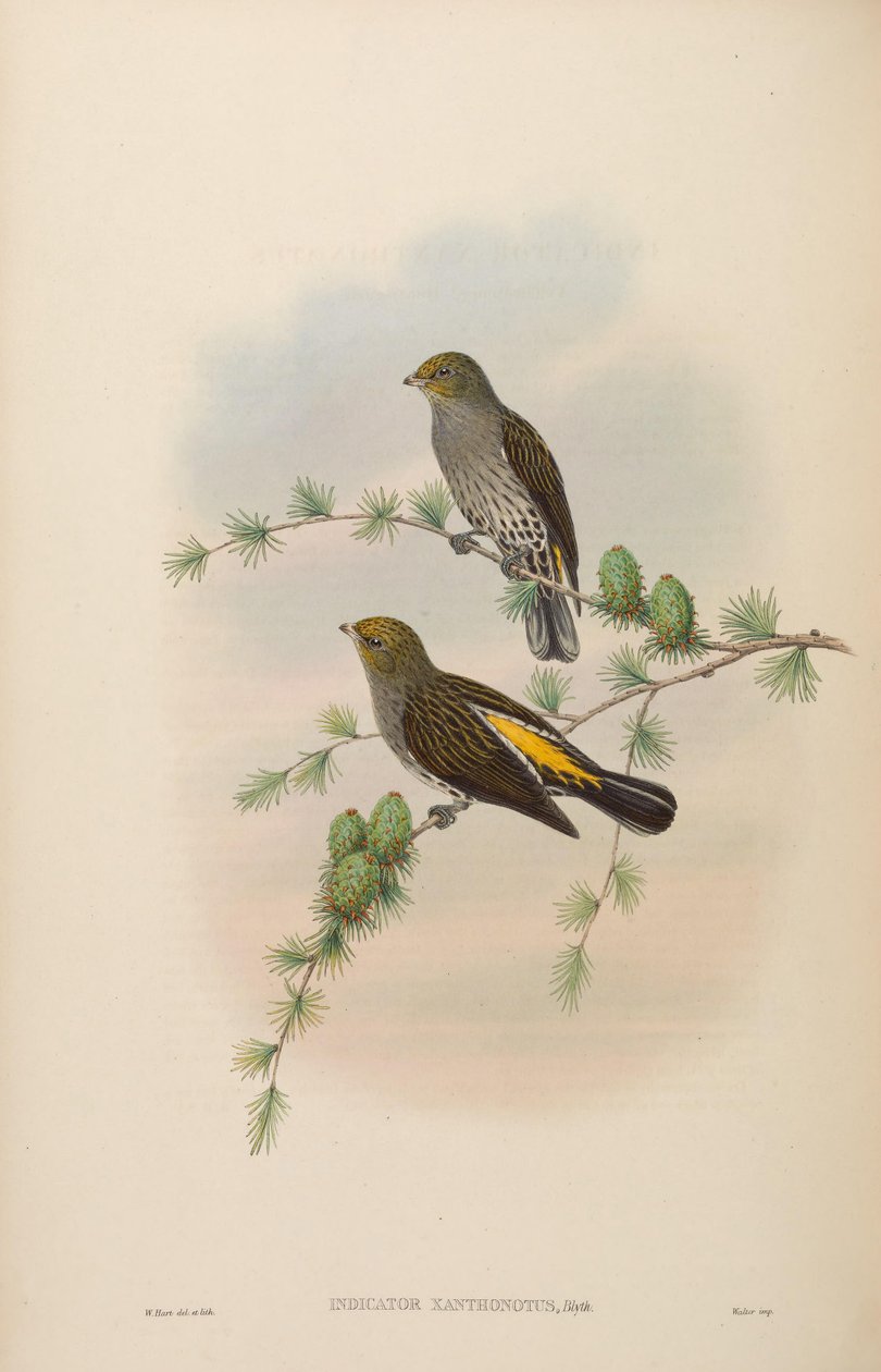 Indikátor xanthonotus od John Gould