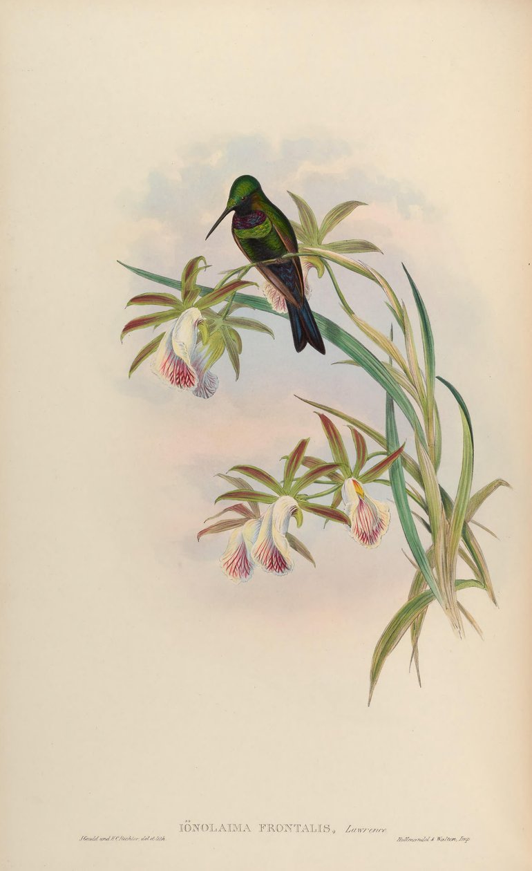 Ionolaima frontalis = Heliodoxa Schreibersii od John Gould
