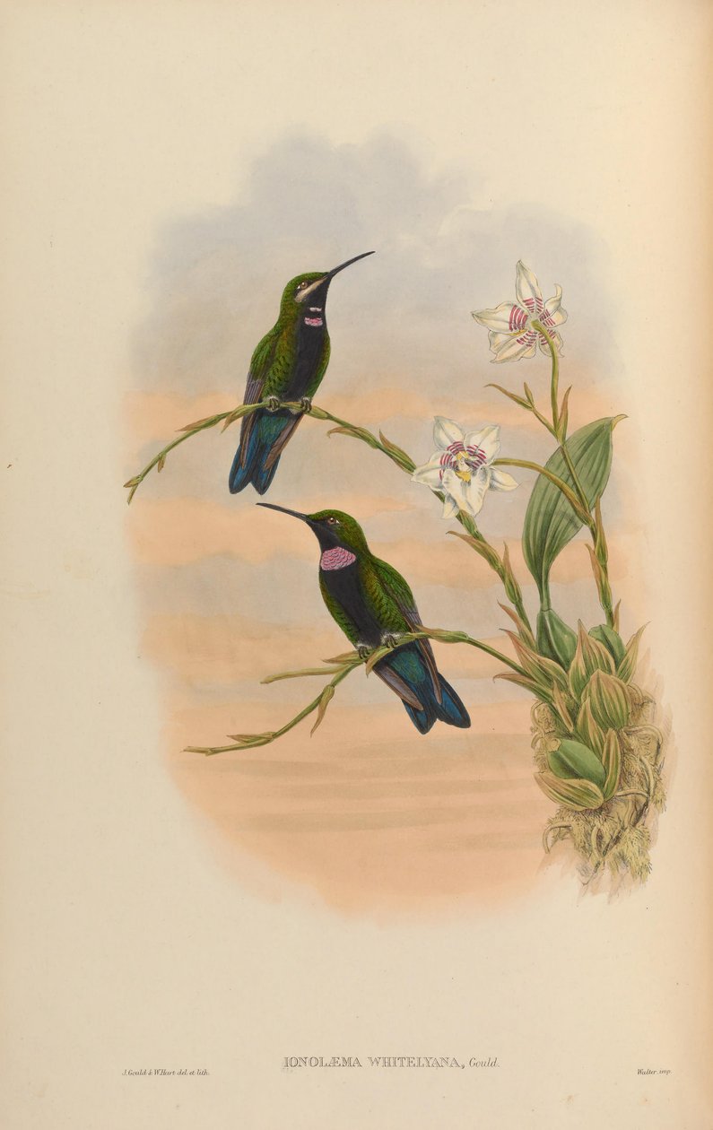 Ionolæma whitelyana = Heliodoxa schreibersii whitelyana od John Gould