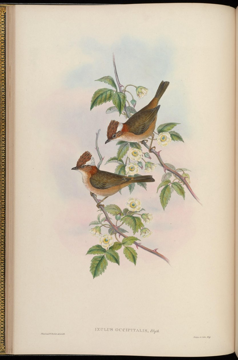 Ixulus occipitalis = Yuhina bakeri od John Gould