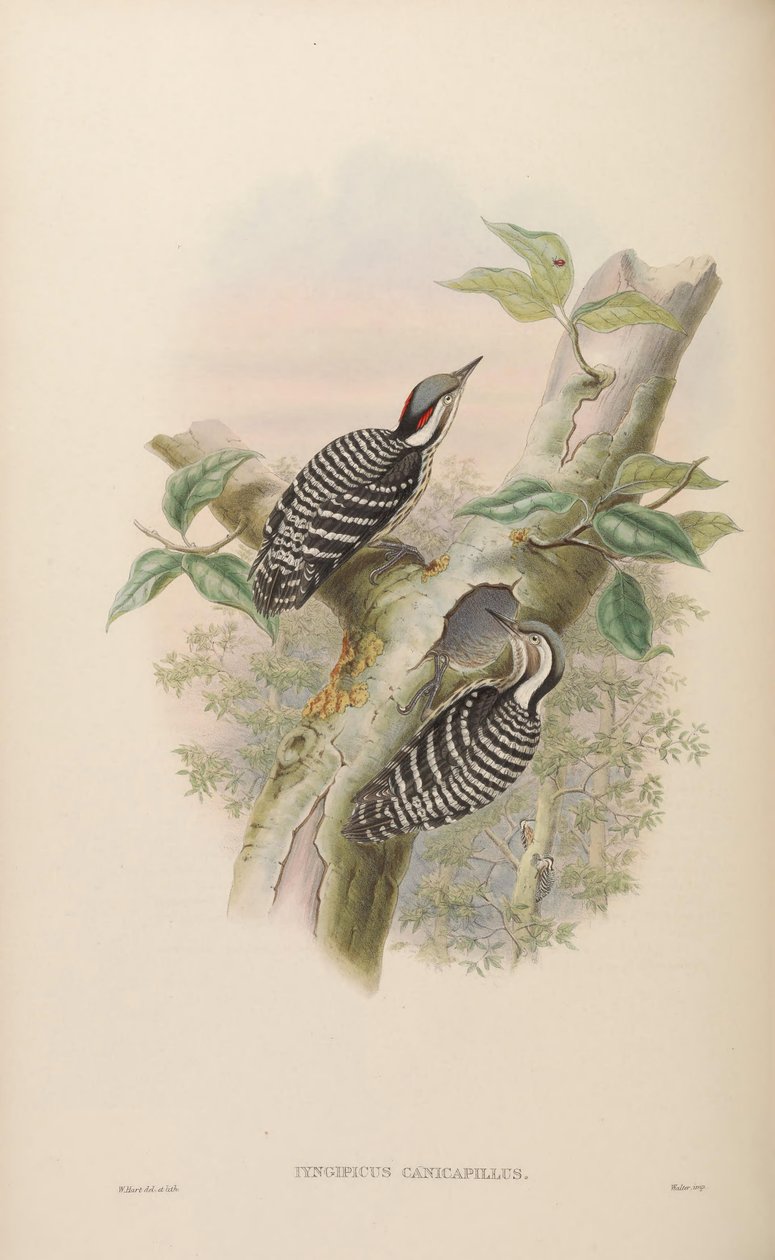 Iyngipicus canicapillus = Dendrocopos canicapillus [2] od John Gould