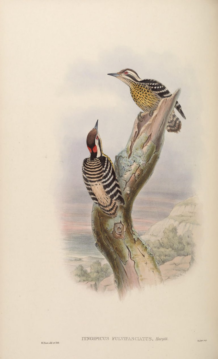 Iyngipicus fulvifasciatus = Dendrocopos maculatus fulvifasciatus od John Gould