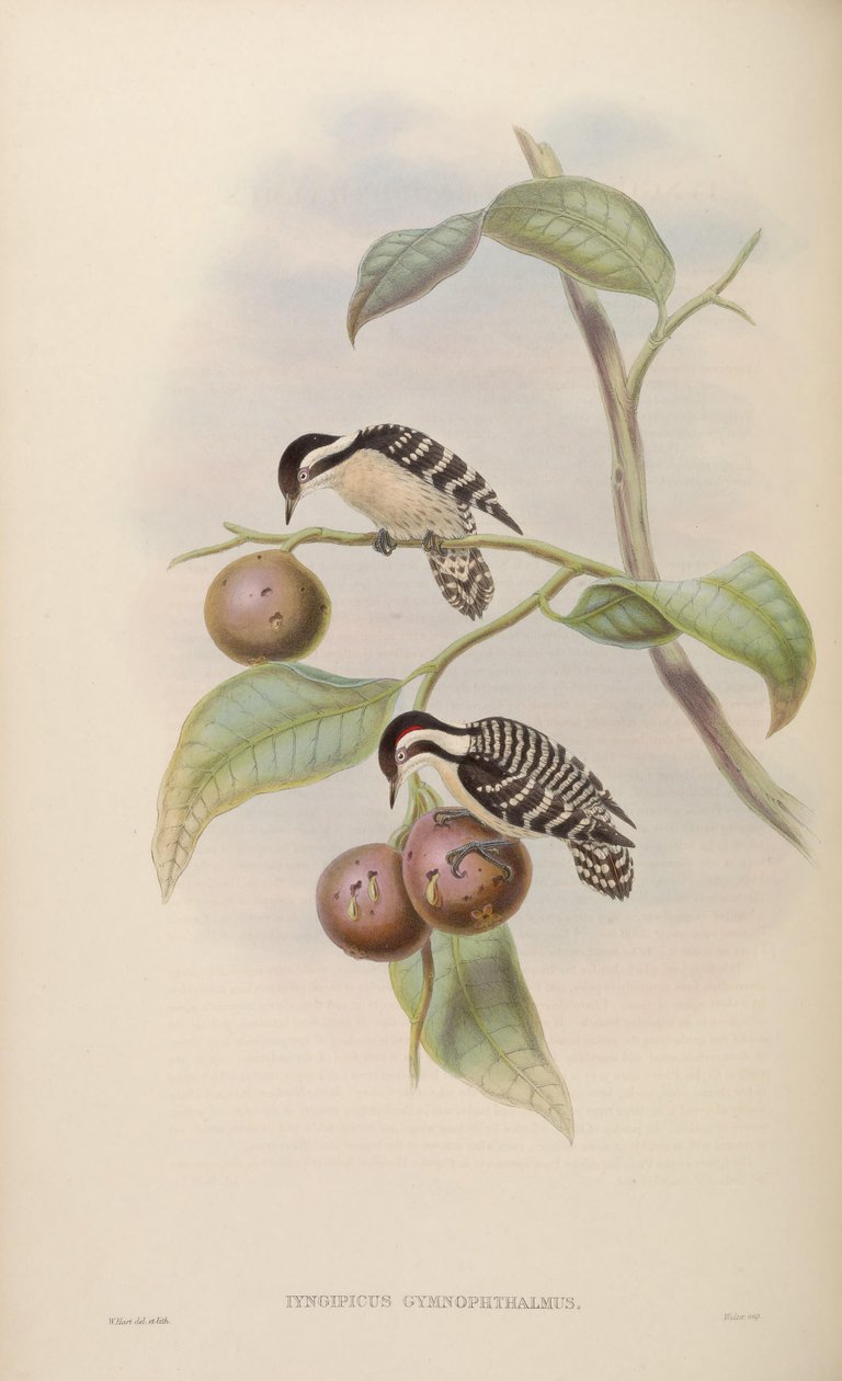 Iyngipicus gymnophthalmus od John Gould