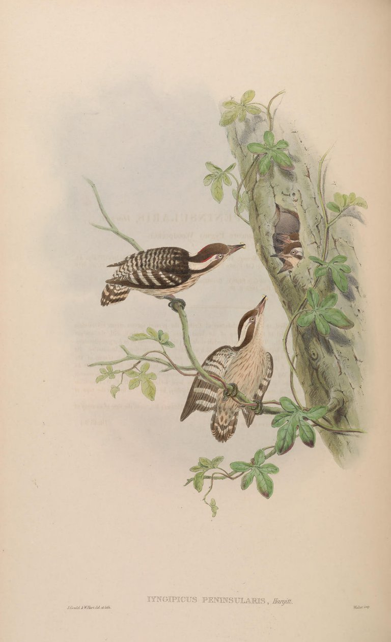 Iyngipicus gymnophthalmus peninsularis = Dendrocopos nanus gymnopthalmus [2] [3] od John Gould