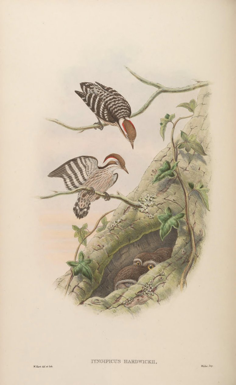 Iyngipicus hardwickii = Dendrocopos moluccensis hardwickii od John Gould