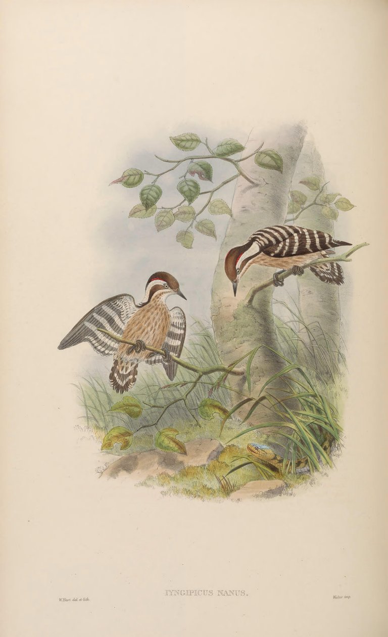 Iyngipicus nanus = Dendrocopos nanus od John Gould