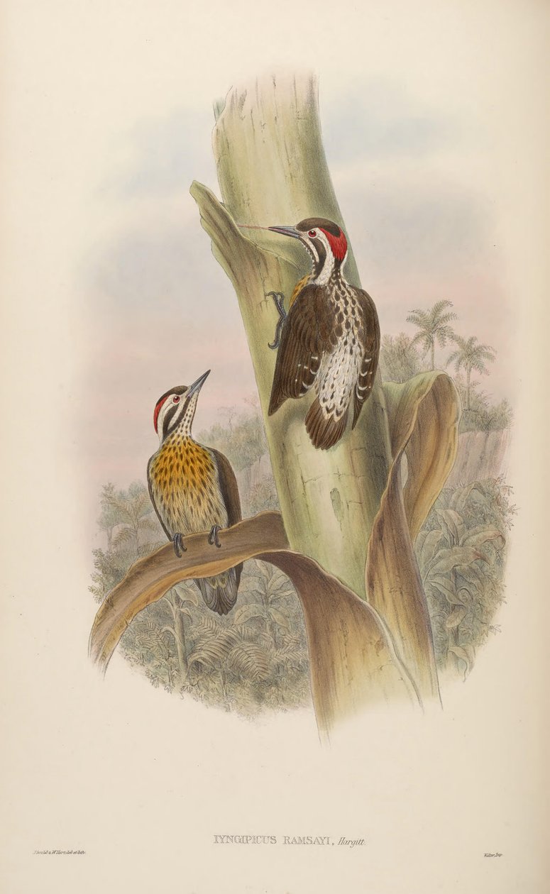 Iyngipicus ramsayi = Dendrocopos ramsayi ramsayi od John Gould