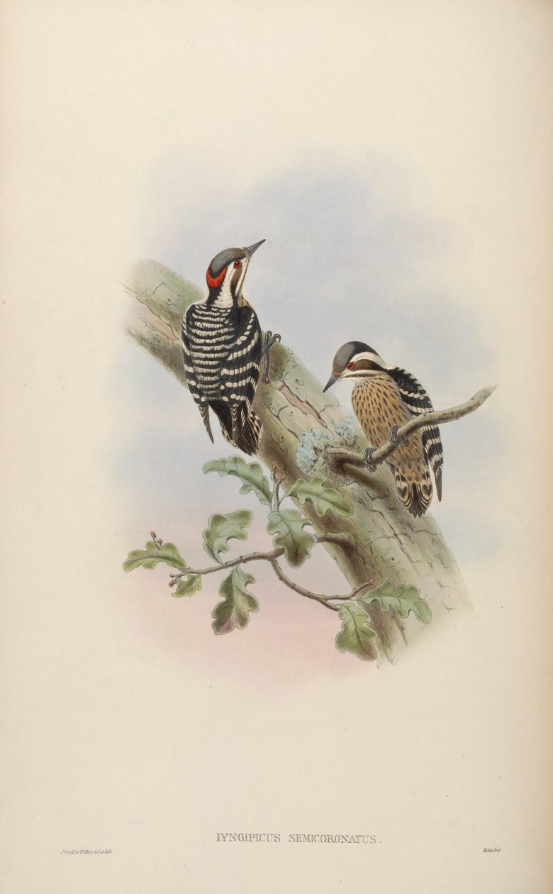 Iyngipicus semicoronatus = Dendrocopos canicapillus semicoronatus [2] od John Gould