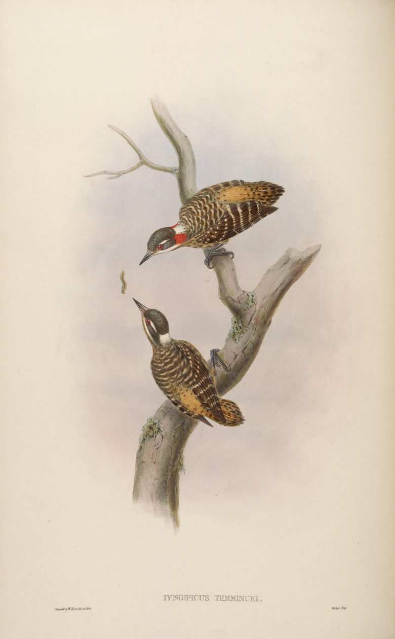 Iyngipicus temmincki = Dendrocopos temminckii [2] od John Gould