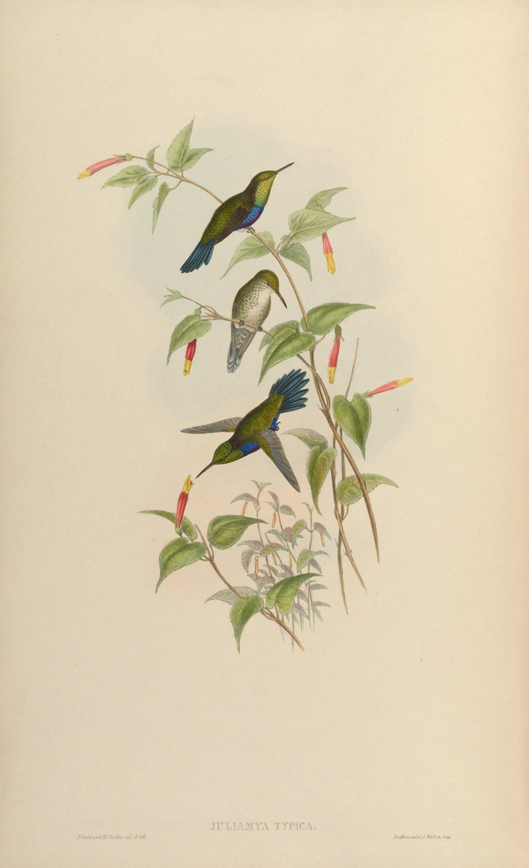 Juliamyia typica = Damophila juliae od John Gould